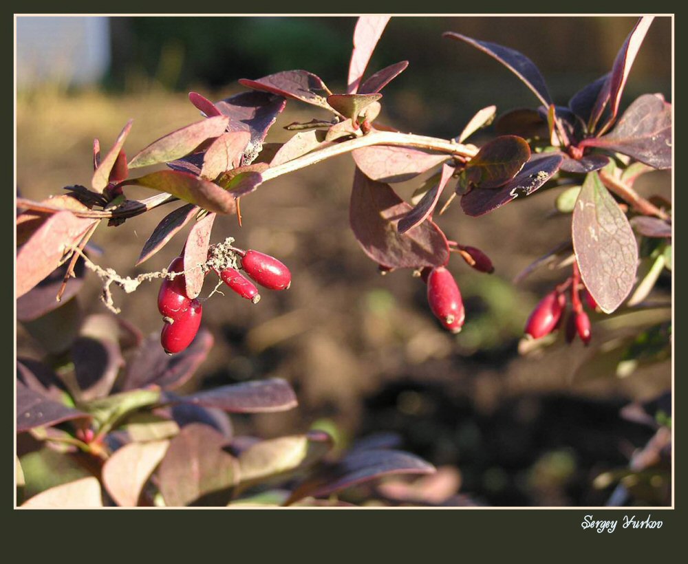 photo "Memoirs on summer #4" tags: nature, flowers