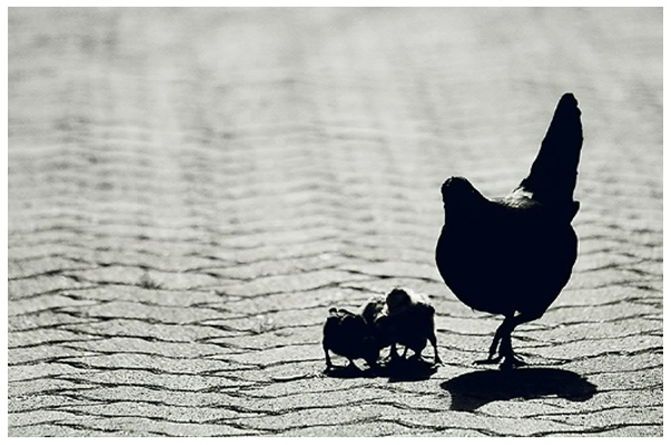 photo "Chicken soup" tags: black&white, nature, pets/farm animals
