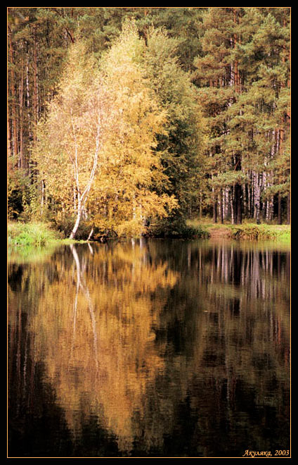 фото "Золотая березка" метки: природа, пейзаж, осень, цветы