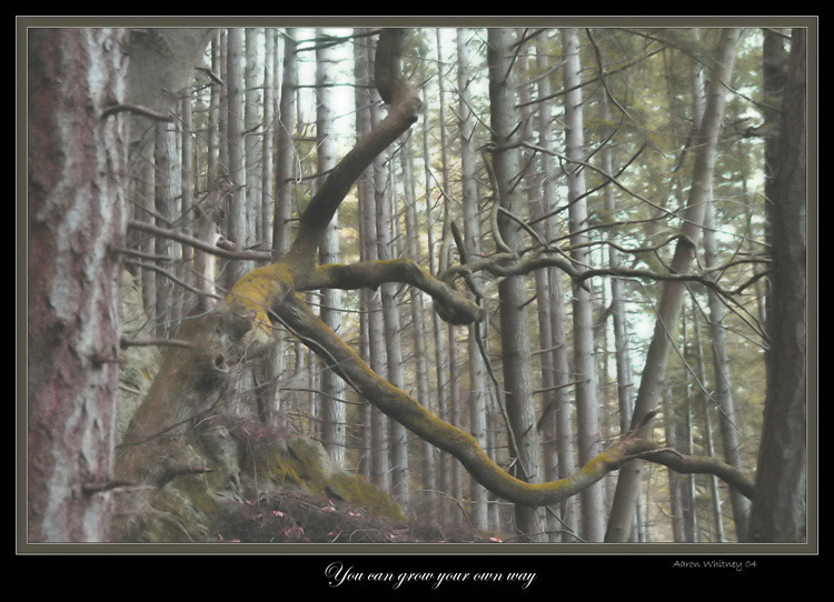 photo "grow your own way" tags: landscape, autumn, forest