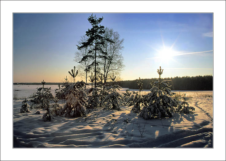 photo "Island" tags: landscape, forest, winter