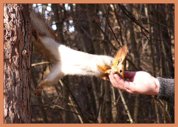 photo "Hungry fiber" tags: nature, humor, wild animals