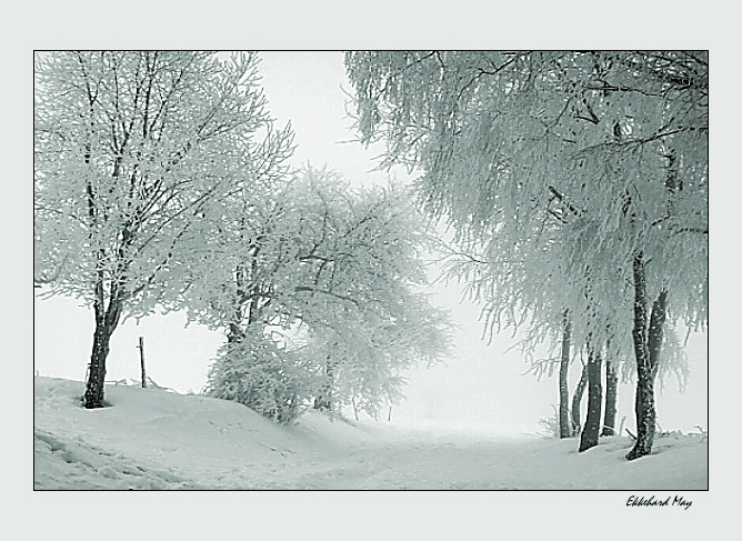 photo "ice trees" tags: landscape, winter