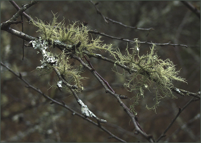 photo "Fern in the Forest" tags: macro and close-up, nature, flowers