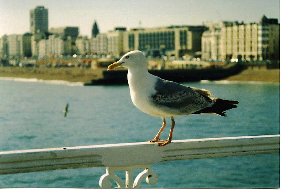 photo "Seagull...just seagull" tags: nature, pets/farm animals, wild animals