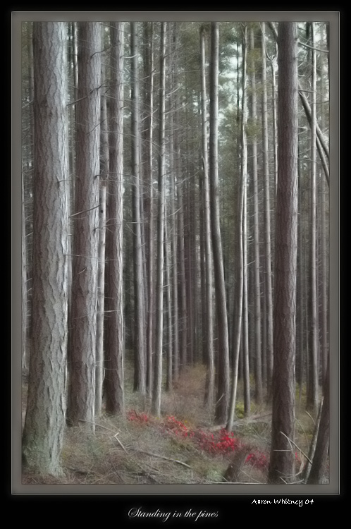 фото "standing in the pines" метки: пейзаж, путешествия, Северная Америка, лес