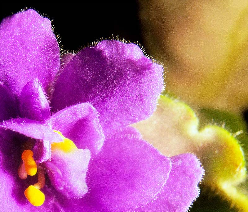 photo "Violet" tags: macro and close-up, nature, flowers