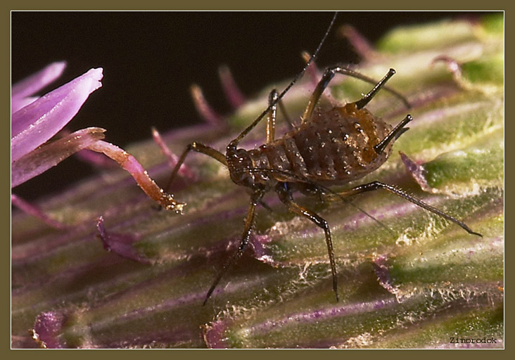 photo "PLANT LOUSE" tags: macro and close-up, 
