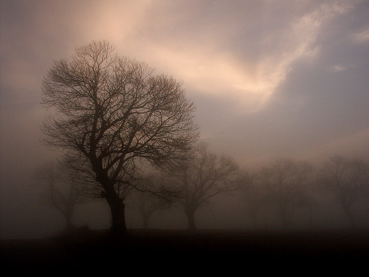 photo "fog" tags: landscape, forest