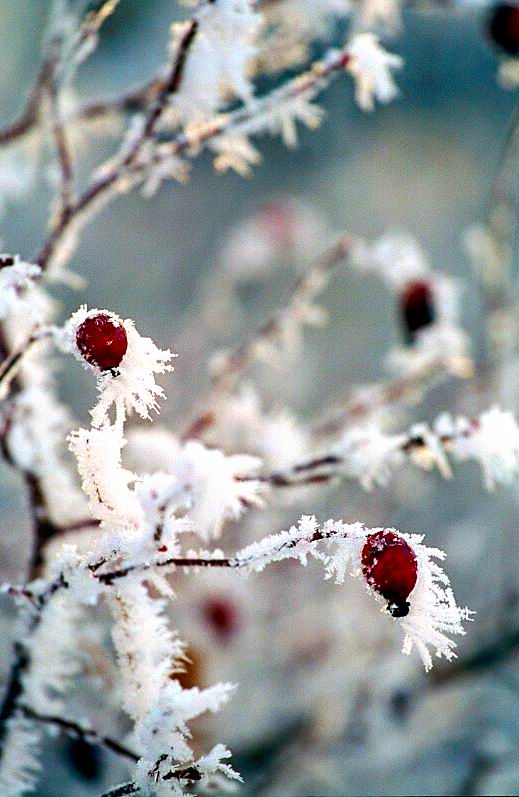 photo "Ear-rings ..." tags: landscape, winter