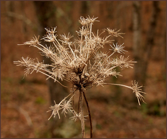 photo "At the Edge of a Forest..." tags: macro and close-up, nature, flowers