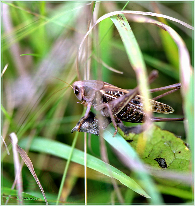 фото "Рассерженный" метки: природа, макро и крупный план, насекомое