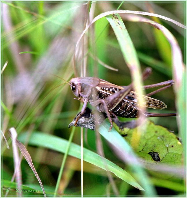 photo "Annoyed" tags: nature, macro and close-up, insect