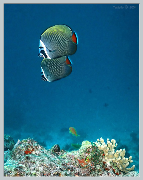 photo "Together" tags: underwater, travel, 