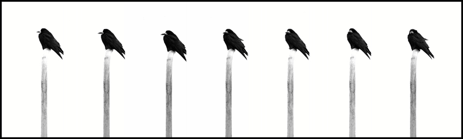 photo "Seven Deadly Ravens" tags: black&white, misc., 