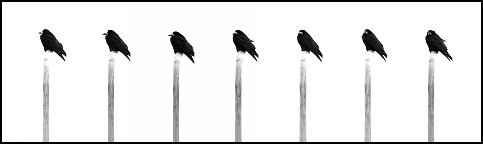 фото "Seven Deadly Ravens" метки: черно-белые, разное, 