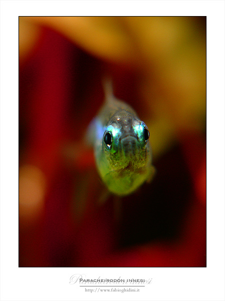 photo "Eyes" tags: underwater, nature, pets/farm animals