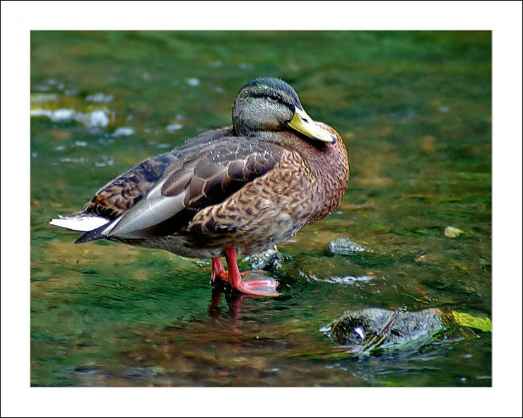 photo "Duckling tales I" tags: nature, wild animals