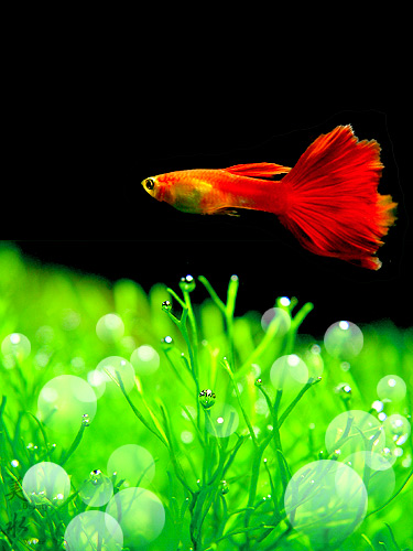 photo "Red & green" tags: underwater, nature, pets/farm animals