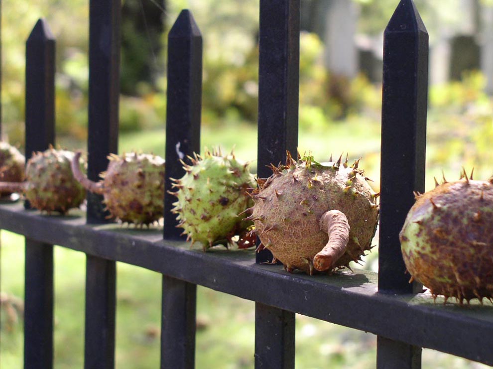 photo "Chesnuts" tags: still life, nature, 