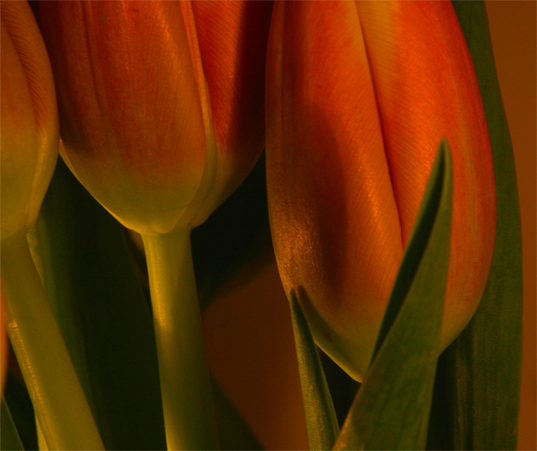 photo "Some tulips" tags: misc., 