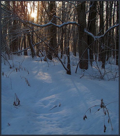 photo "Evening." tags: landscape, forest, winter