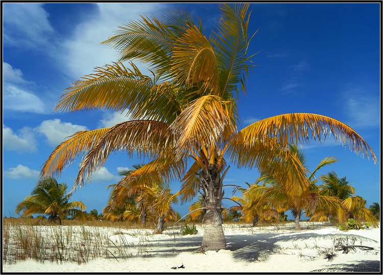 photo "Palm`s paradise" tags: nature, landscape, flowers, summer