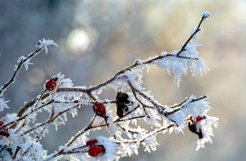 фото "Настроение..." метки: природа, цветы