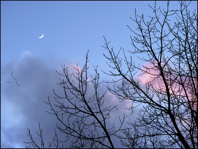 photo "Reaching for the Moon" tags: landscape, winter