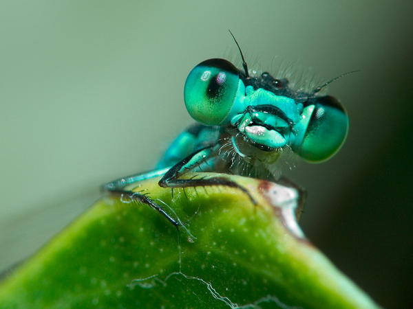 photo "What you looking at?" tags: macro and close-up, 