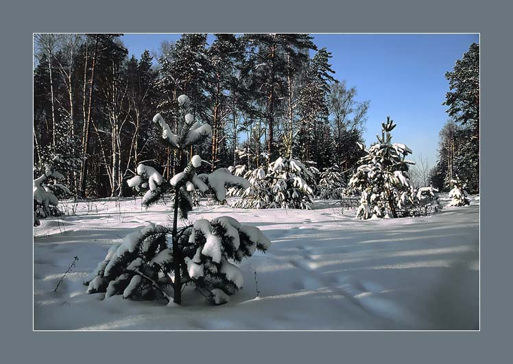 фото "Лесная опушка" метки: пейзаж, зима, лес