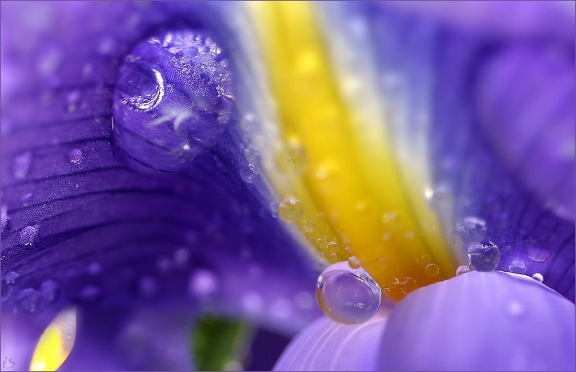 photo "Cosmos.." tags: macro and close-up, nature, flowers