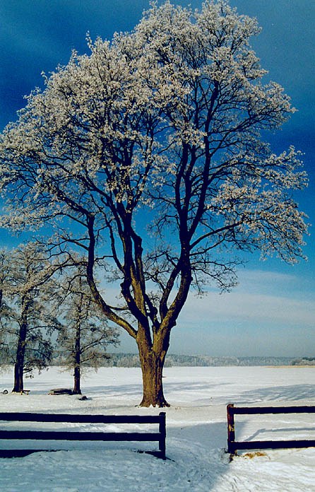 фото "Winter" метки: разное, 