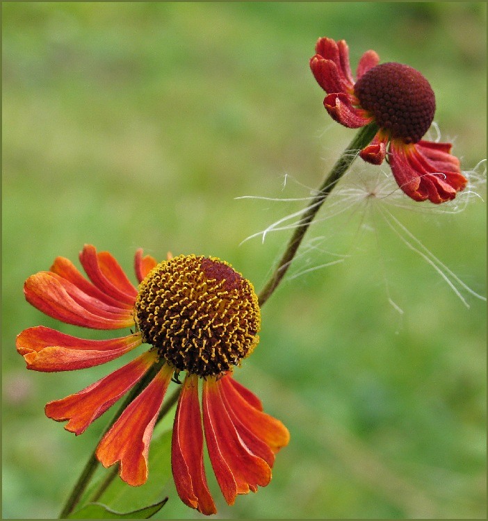 photo "One is more beautiful, another - is closer to star" tags: macro and close-up, genre, 