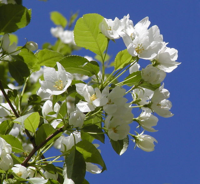 photo "From these flowers afterwards apple grow." tags: nature, flowers