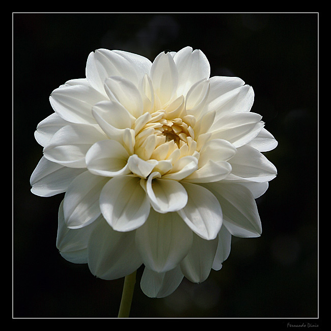 фото "Warm white" метки: природа, макро и крупный план, цветы