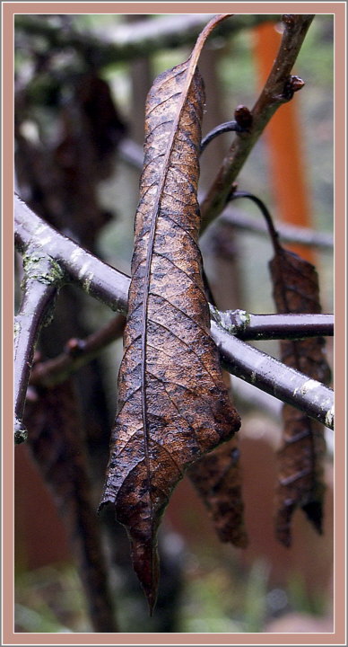 фото "Last leafs" метки: природа, макро и крупный план, 