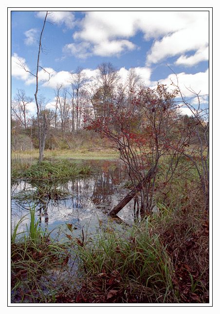 фото "Лесное болотце" метки: природа, пейзаж, вода