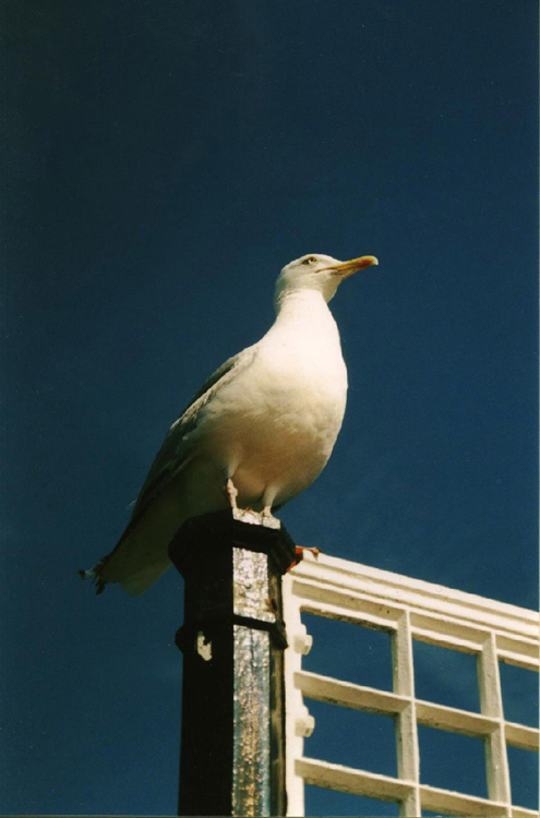 photo "seagull-eagle" tags: nature, pets/farm animals, wild animals