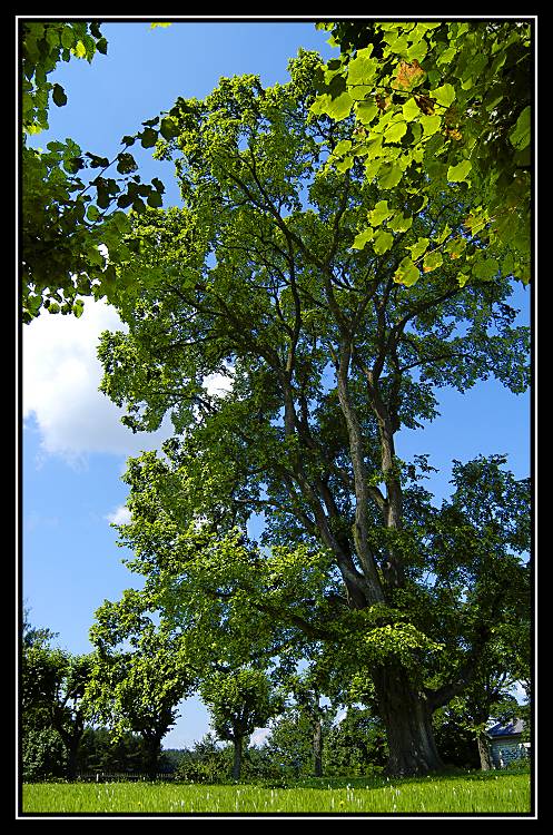 photo "Old limetree" tags: landscape, summer