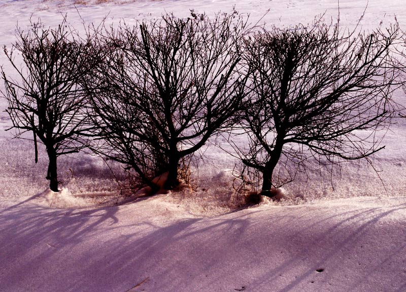 фото "три стриженных дерева" метки: фотомонтаж, 