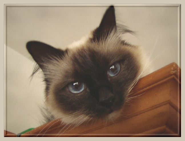 photo ""...I`m looking, looking at you..."" tags: nature, pets/farm animals