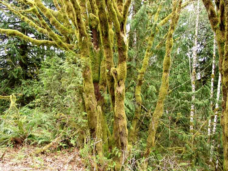 photo "Monster Moss" tags: nature, landscape, flowers, forest