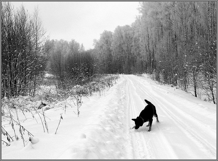 фото "На прогулке" метки: пейзаж, черно-белые, зима