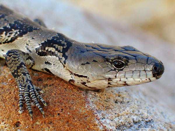 photo "Lizard Portrait" tags: misc., 