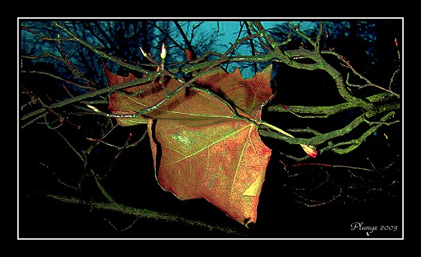photo "++++" tags: nature, montage, flowers