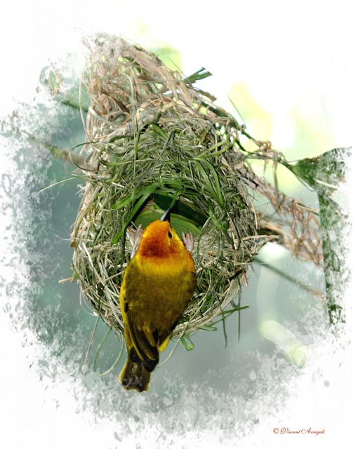 photo "Birds Nest" tags: nature, wild animals