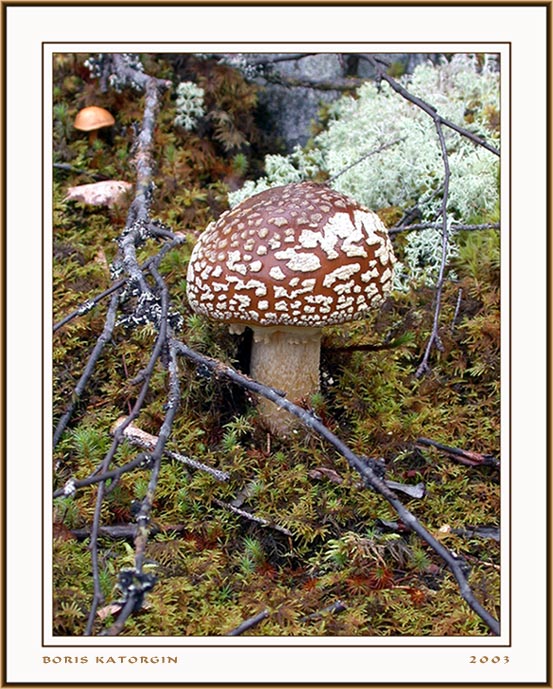 photo "Testaceous fly-agaric" tags: macro and close-up, nature, flowers