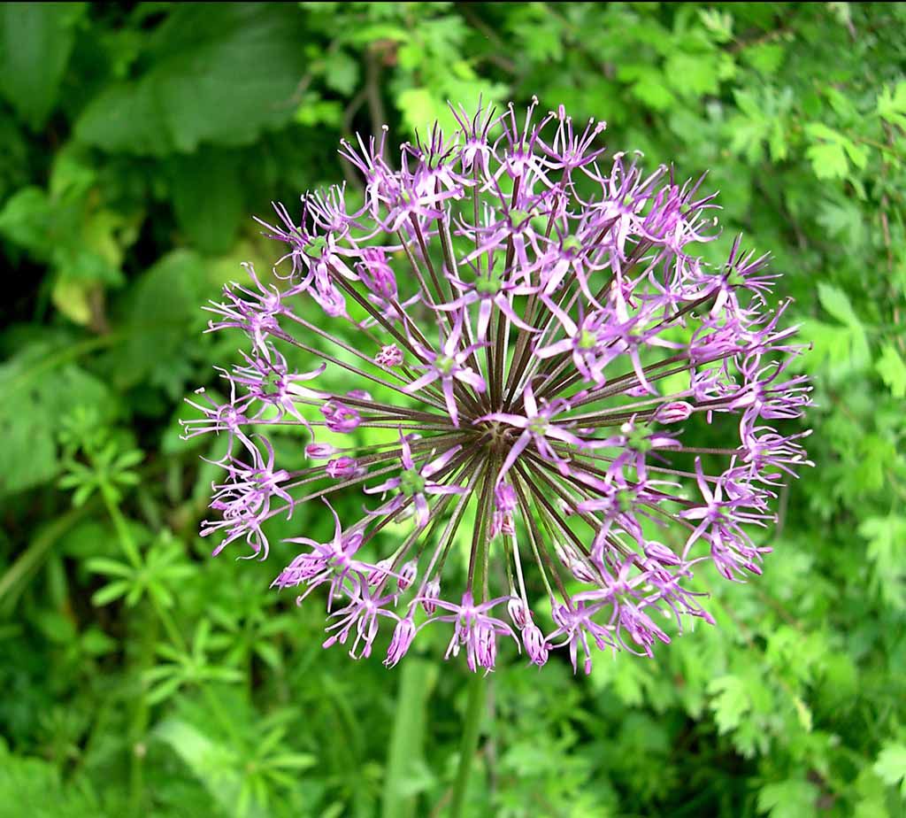 photo "Magic sphere" tags: misc., nature, flowers