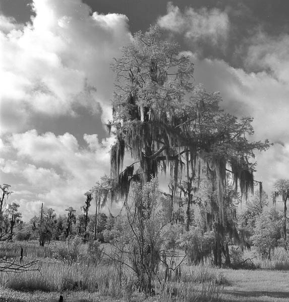 photo "Swamp Scene" tags: nature, 